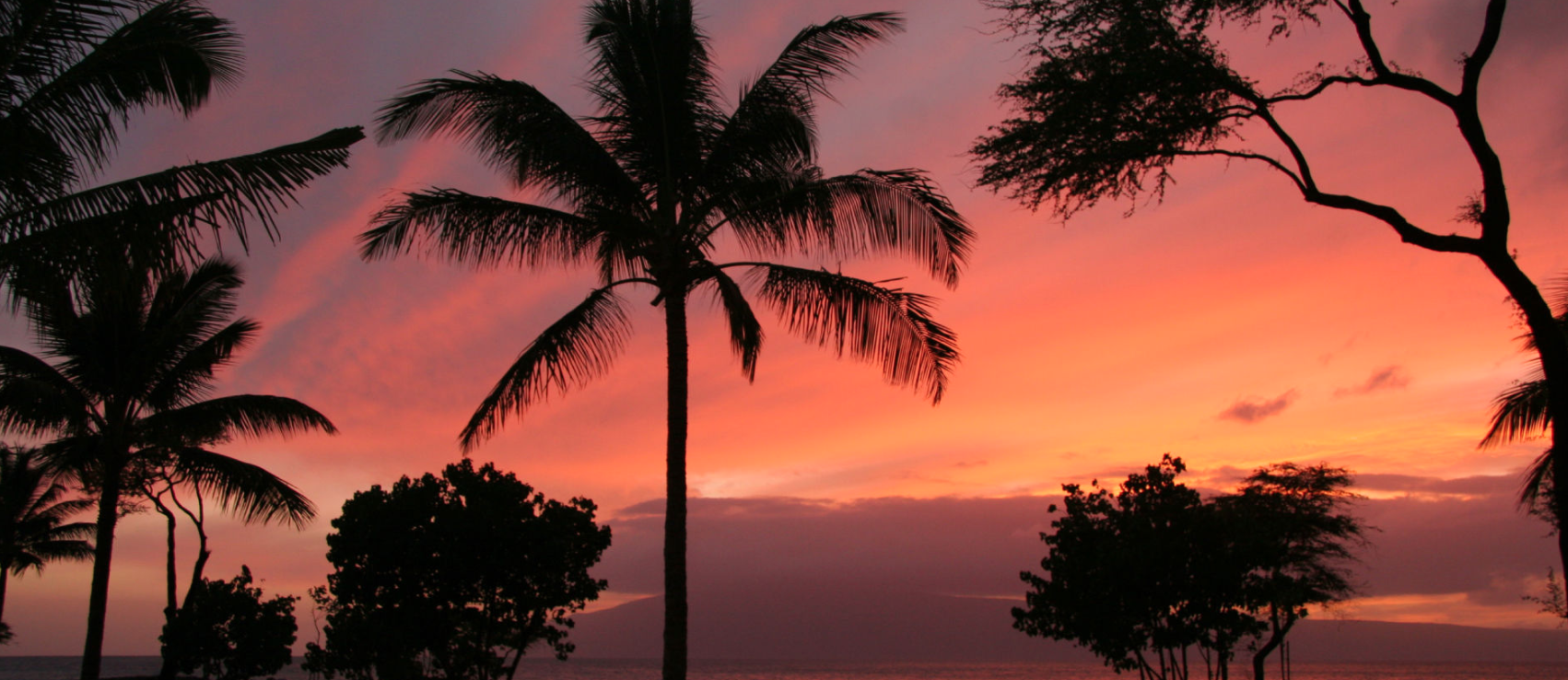 Sunset landscape with palm trees and trees